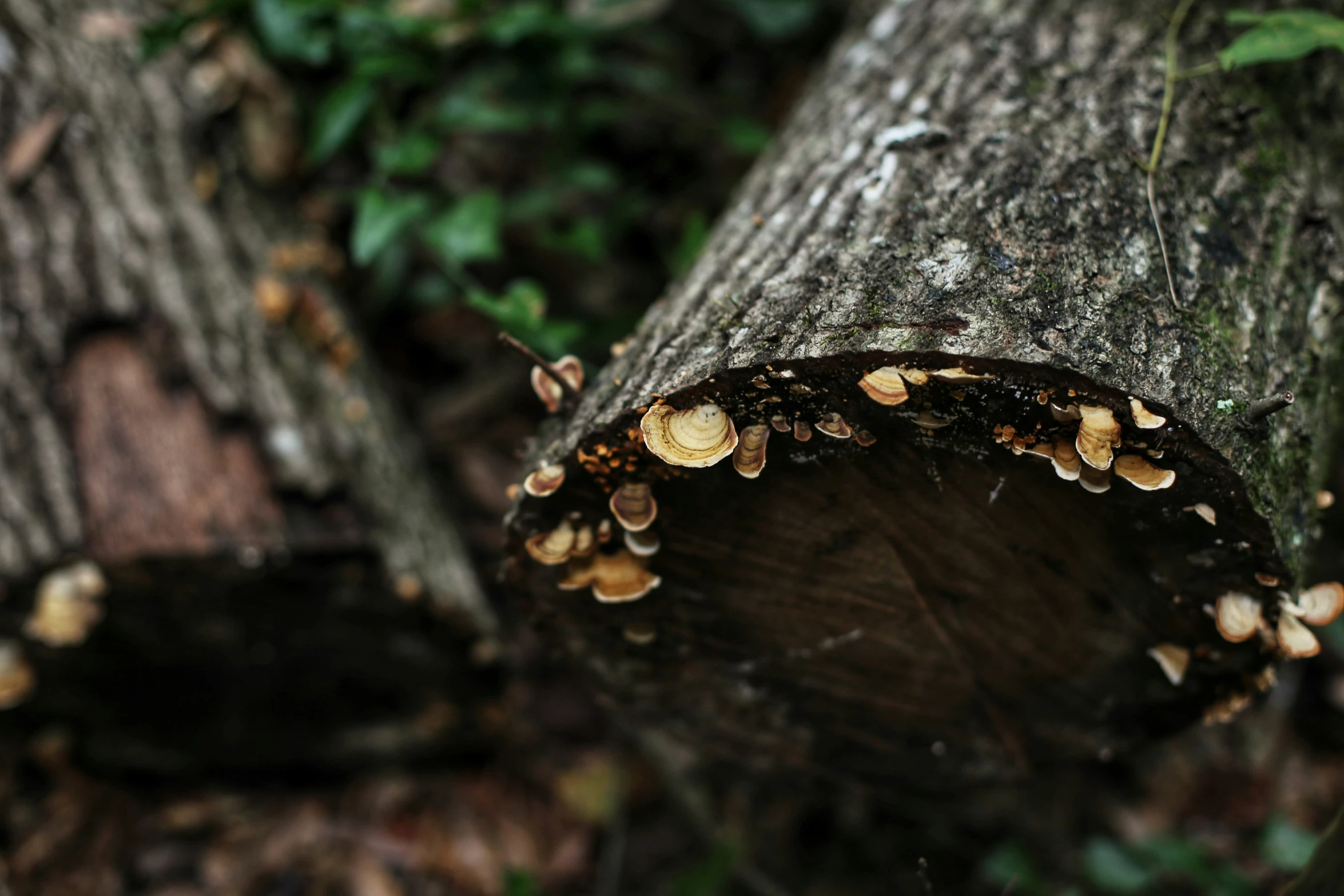 the growth of tree trunks is growing out of it