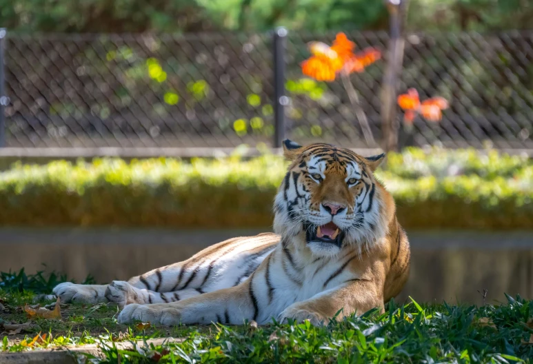 a tiger laying down in the grass next to a fence