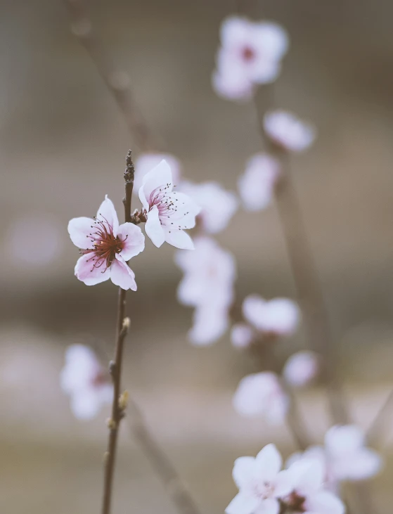 a pink flower budding up on top of another flower