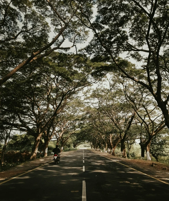 a person on a motorbike on a street with many trees