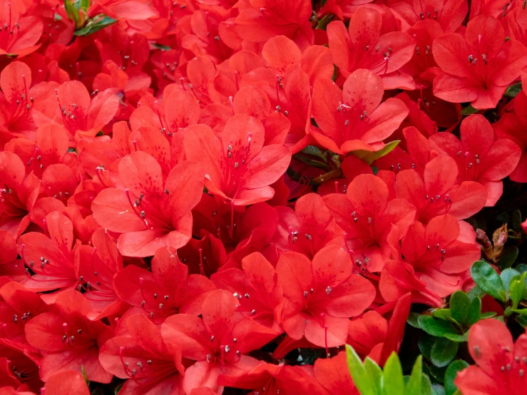 a bunch of red flowers with dew drops on them