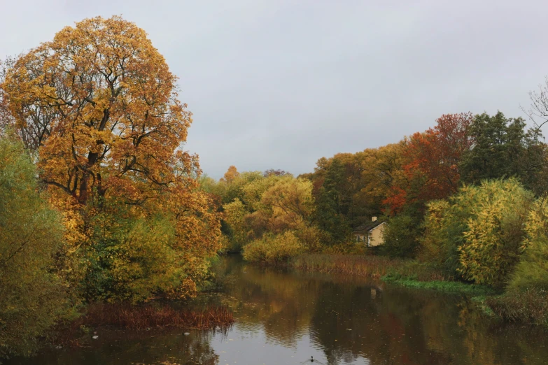 trees turning brown on both sides of a river with blue skies in the background