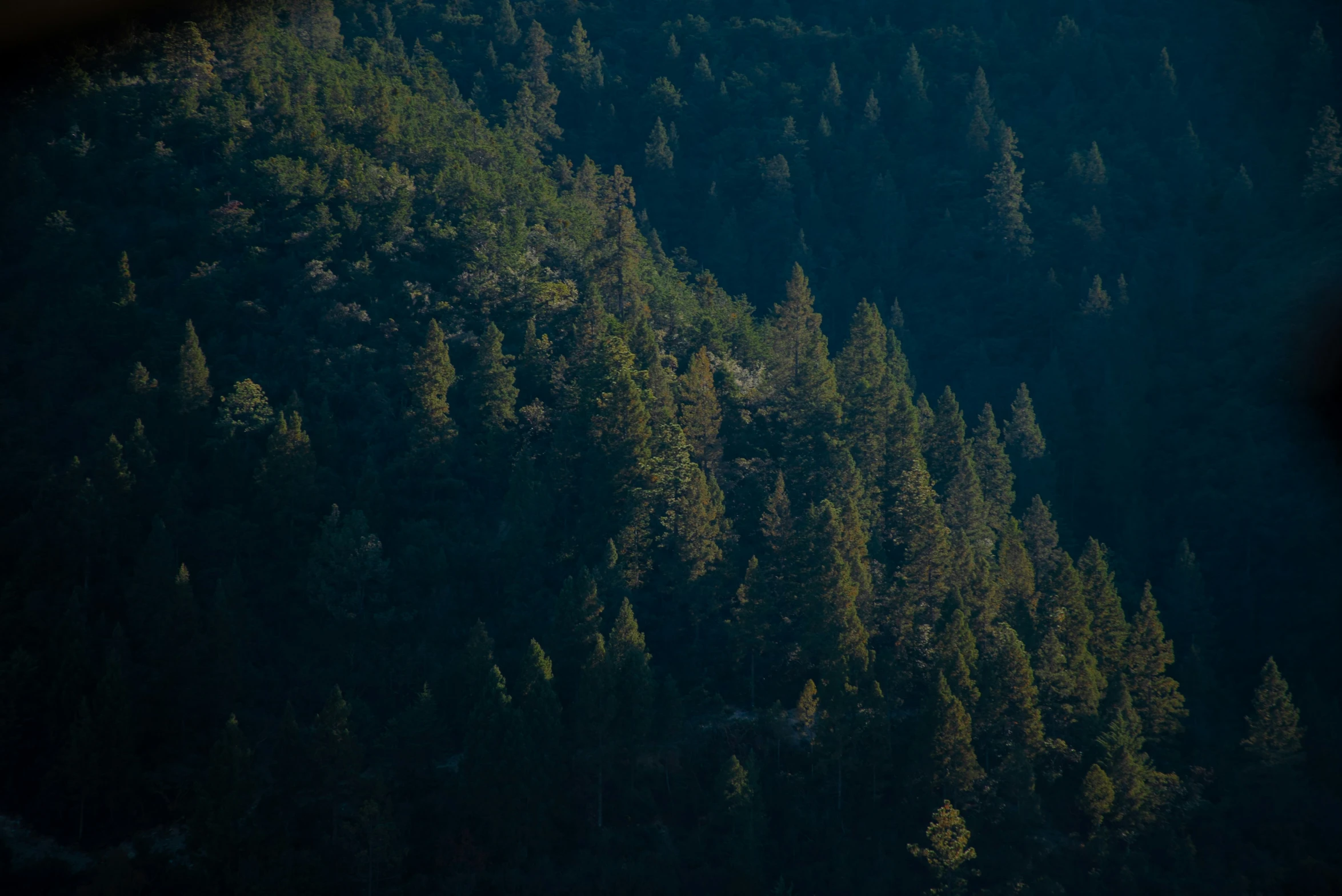 the top of a mountain has lots of trees