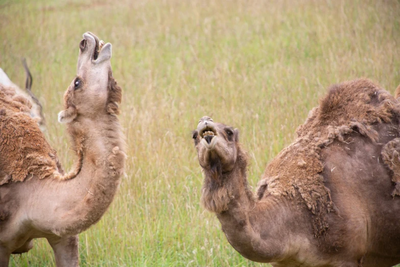 two camels that are standing in the grass