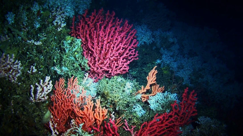 some corals in the ocean on the ocean floor