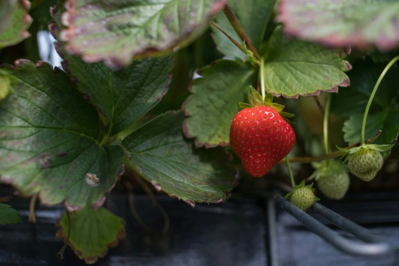 a strawberry growing in a plant, surrounded by leaves