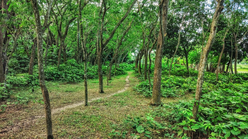 some trees and plants in the woods