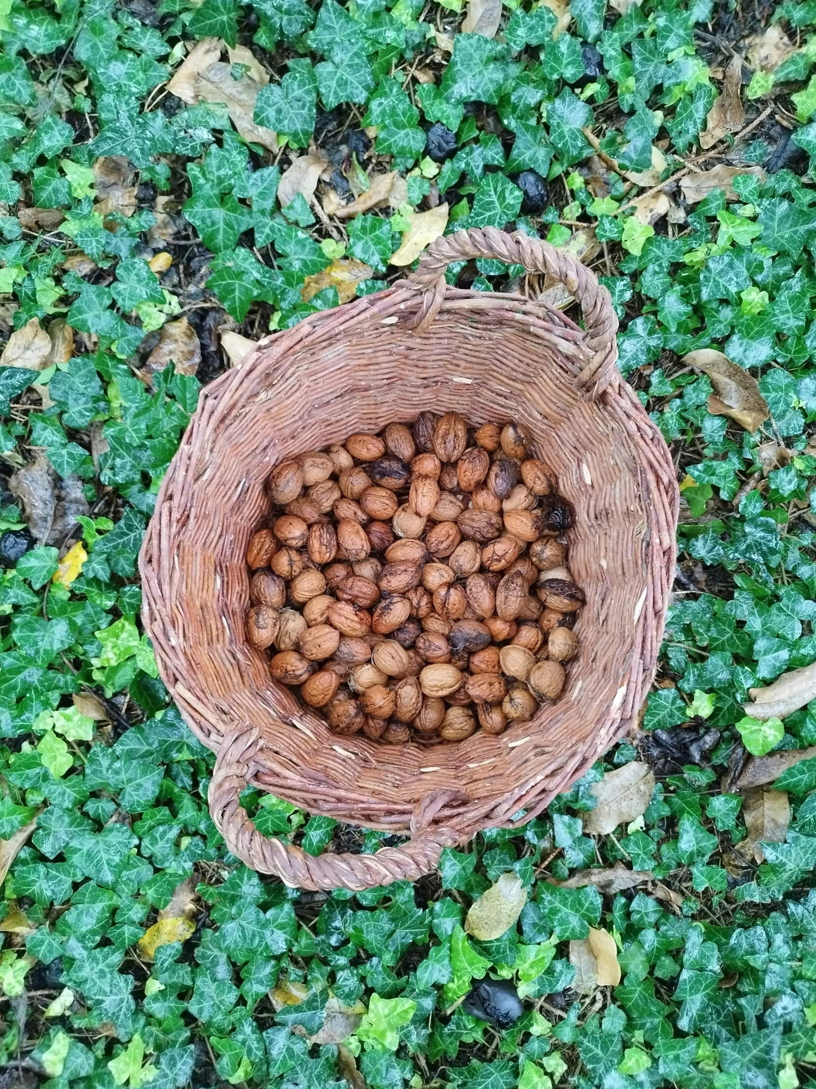 a basket filled with nuts in a bed of green leafy leaves