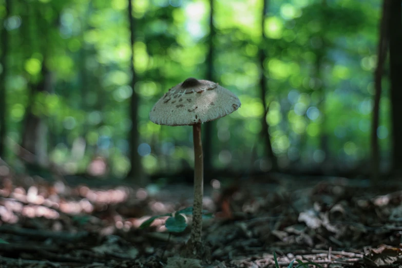 a white mushroom is in the woods on a sunny day
