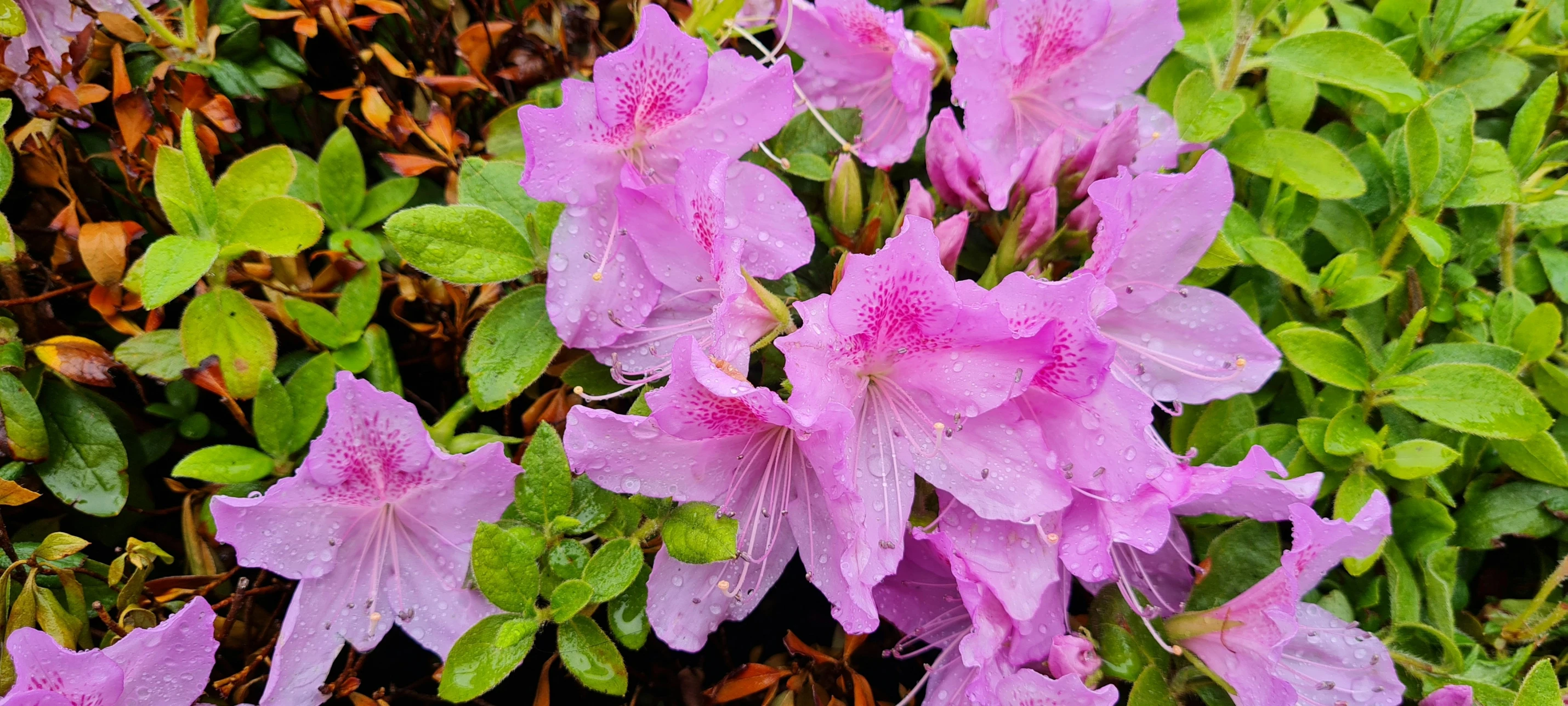 beautiful pink flowers sit in the middle of an open field