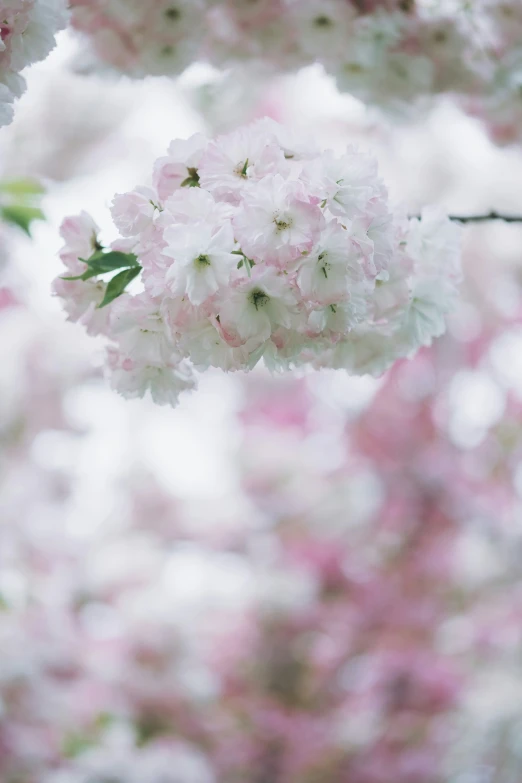 a cherry blossom tree with purple flowers in bloom