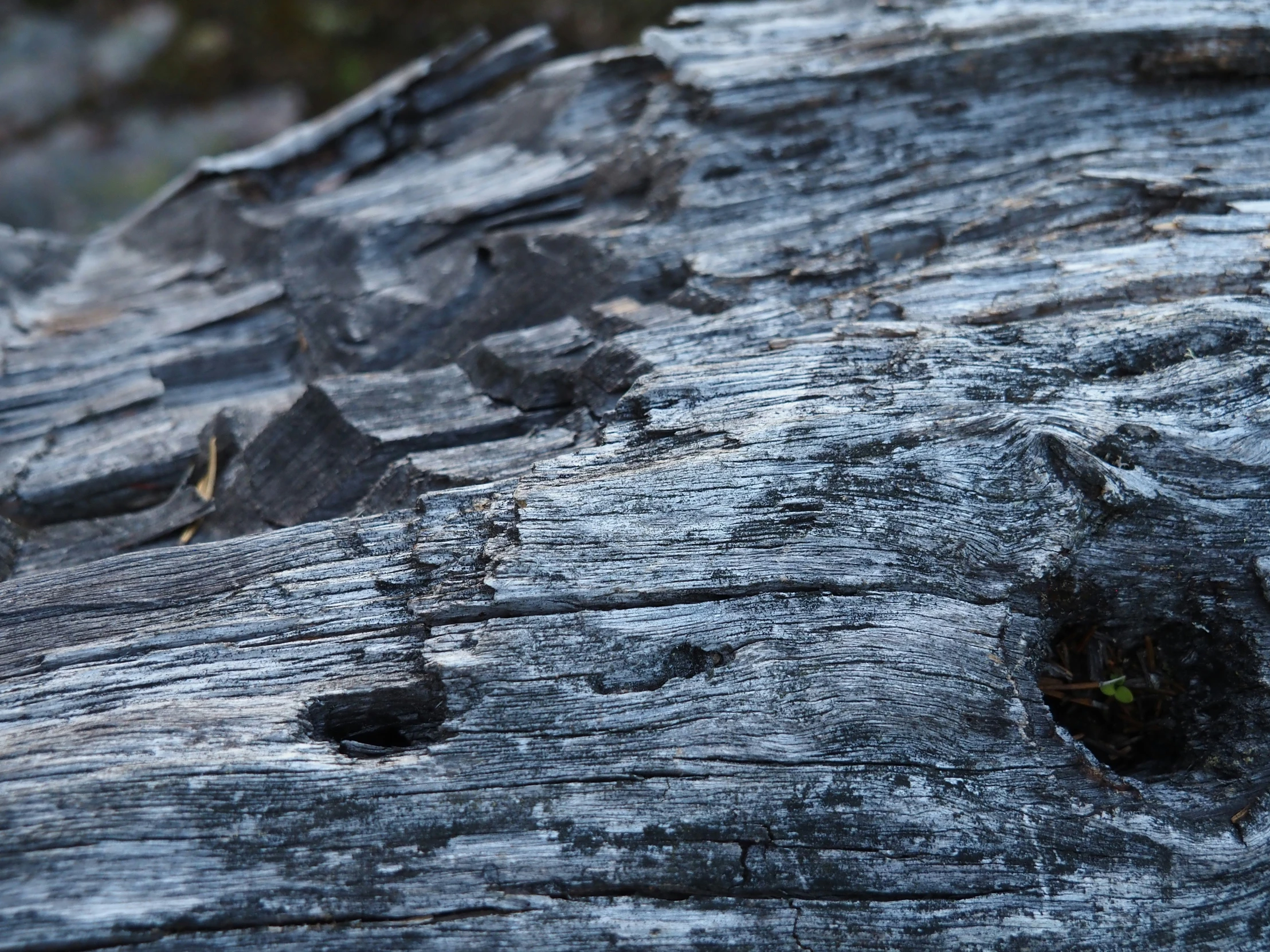 close up of a bark that is brown