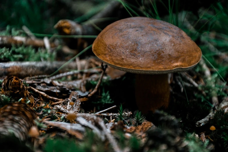 small round mushroom sitting on the ground with some grass around