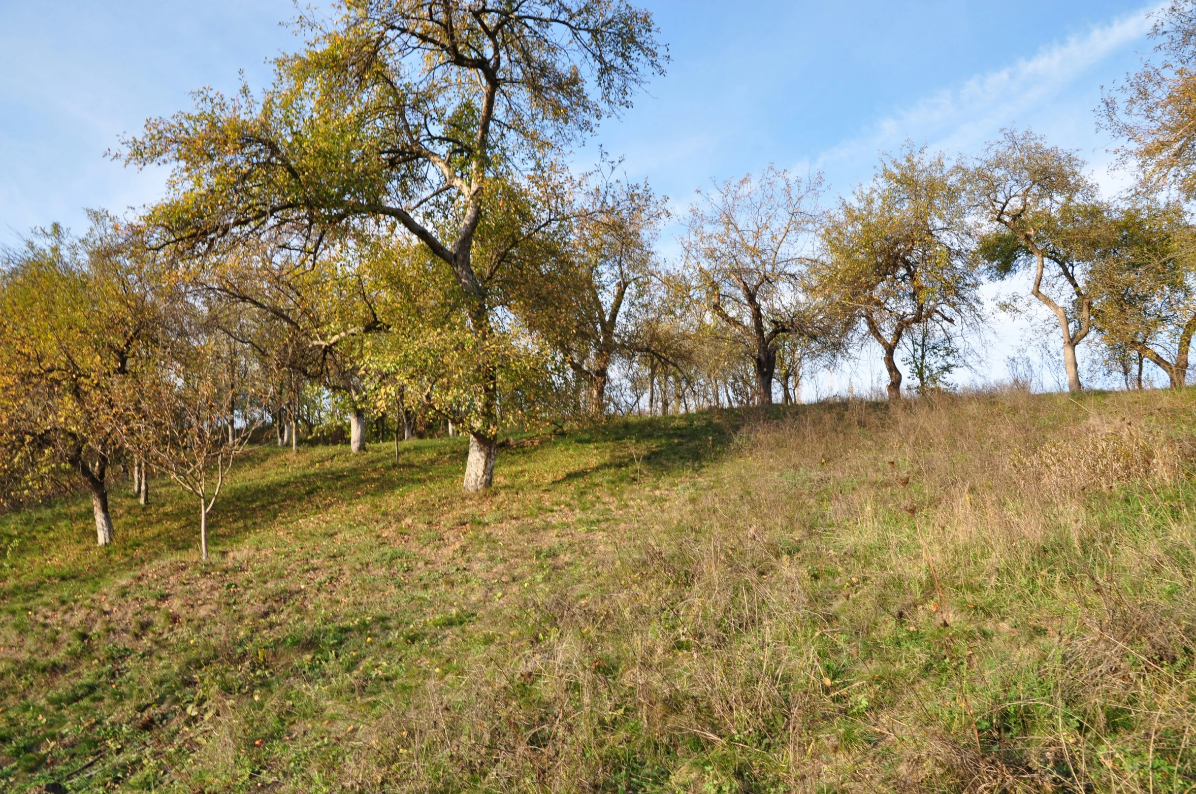 a grassy field covered in trees with no one around it