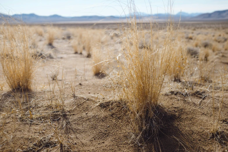 some brown plants some dirt and hills