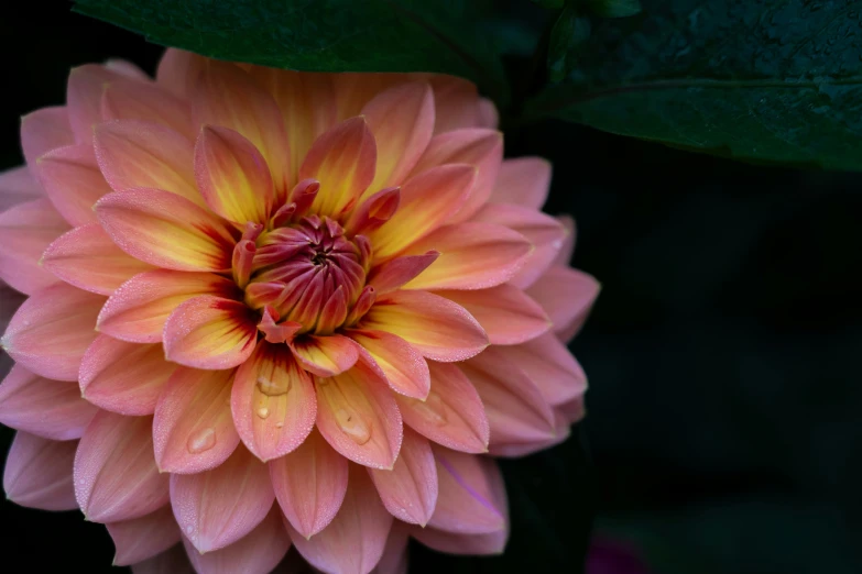 a pink and yellow flower with water droplets on it