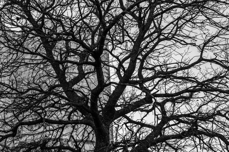 a dark night is visible with bare tree nches