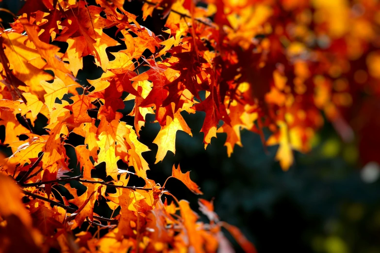 a nch with fall colored leaves, the colors of yellow