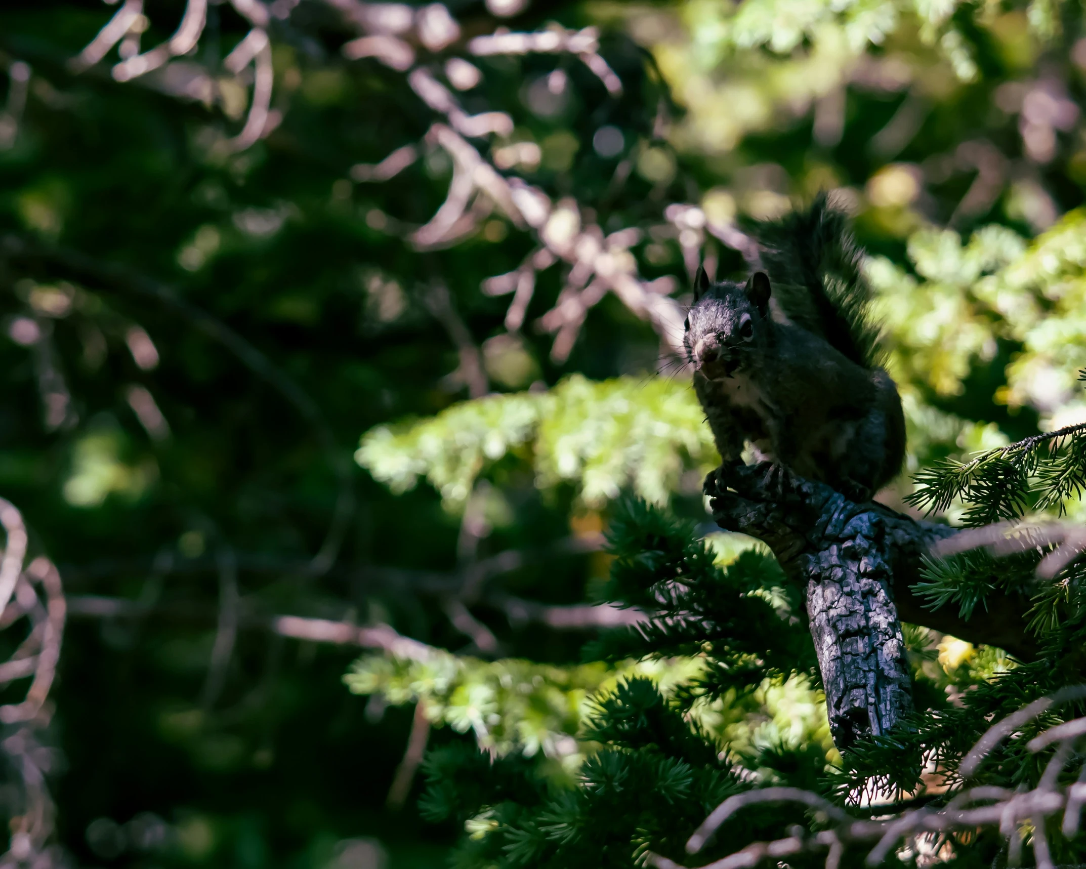 a squirrel sitting on top of a tree nch