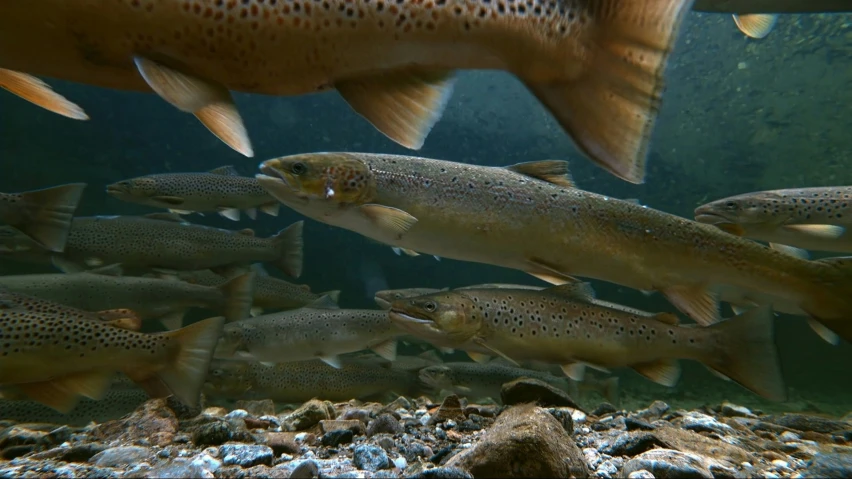 a group of fish that are under water