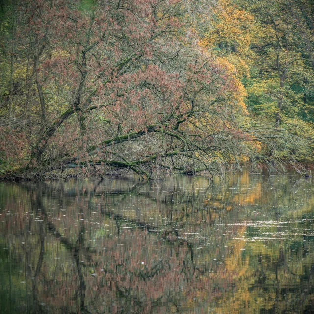 the reflection of the trees is shown in water