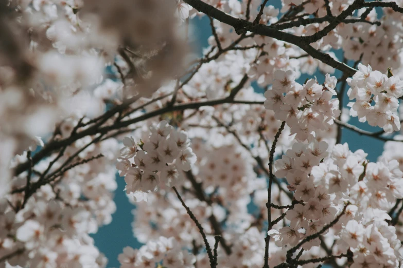 there are flowers in the nches of a tree