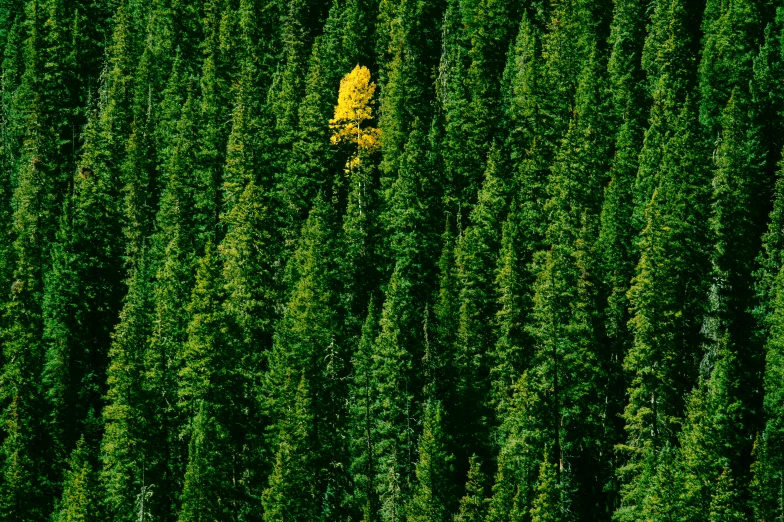 an image of trees from above