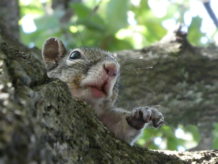 a small squirrel is poking his paw out of the bark