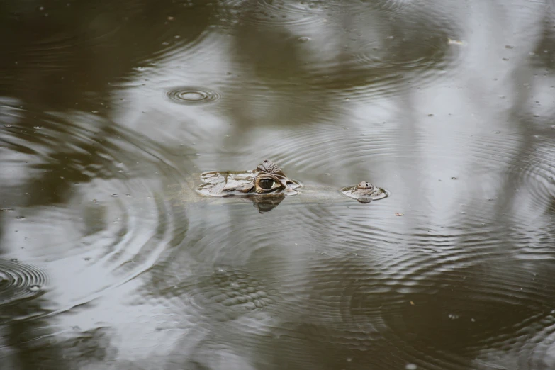 a little bird sitting on top of a small crocodile