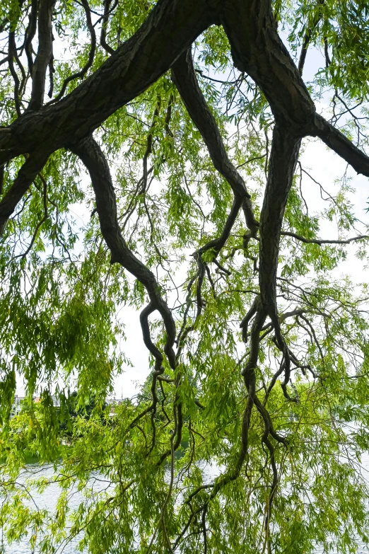 a tree with an elephant sticking its head out