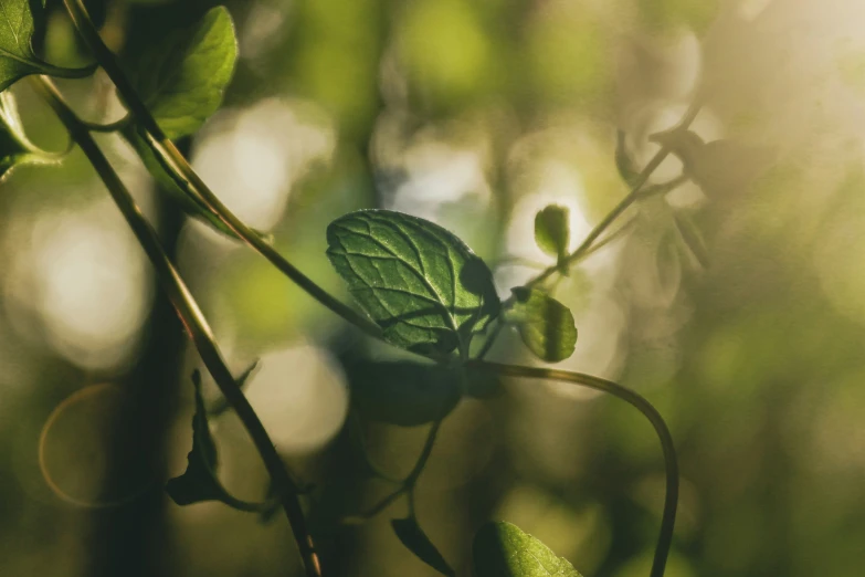 a leaf on a plant in a forest