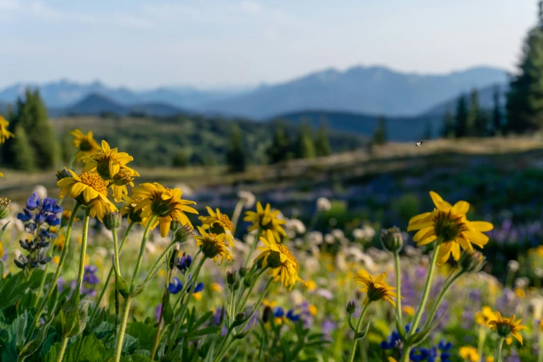 colorful wildflowers in a meadow with mountains behind them