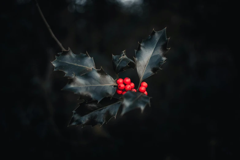 holly berries are arranged together with two dark green leaves