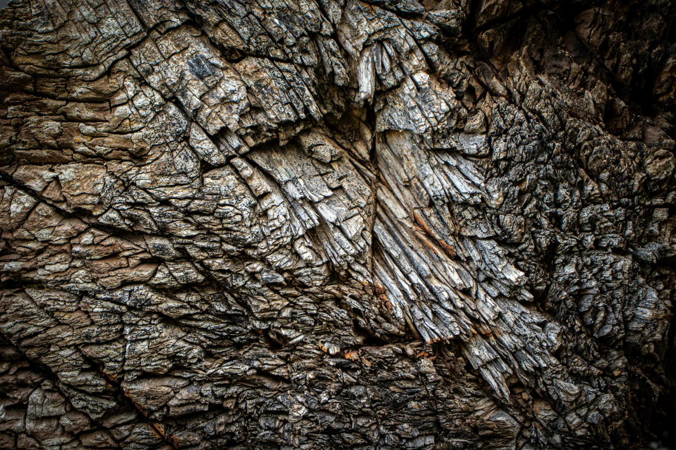 an image of tree bark texture with little scratches