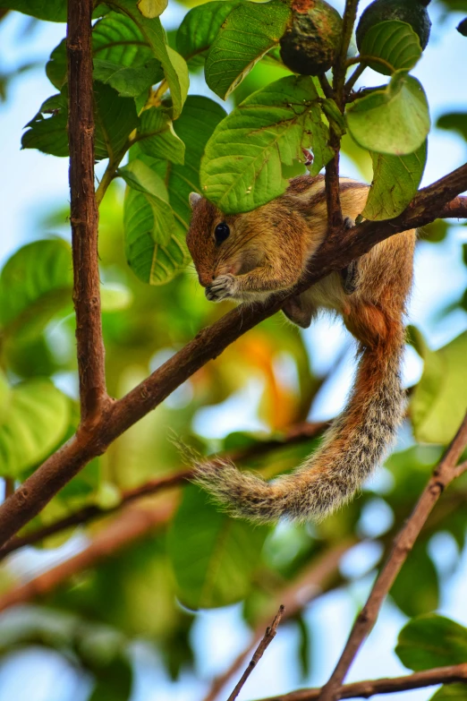 a squirrel in a tree with lots of green leaves