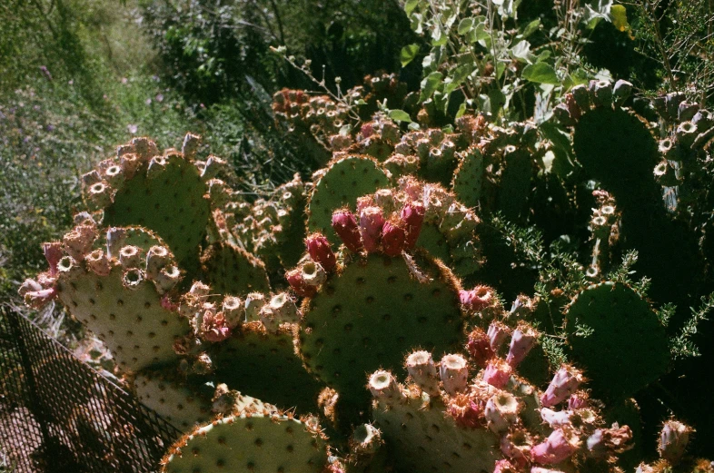 this is an image of a garden with cacti