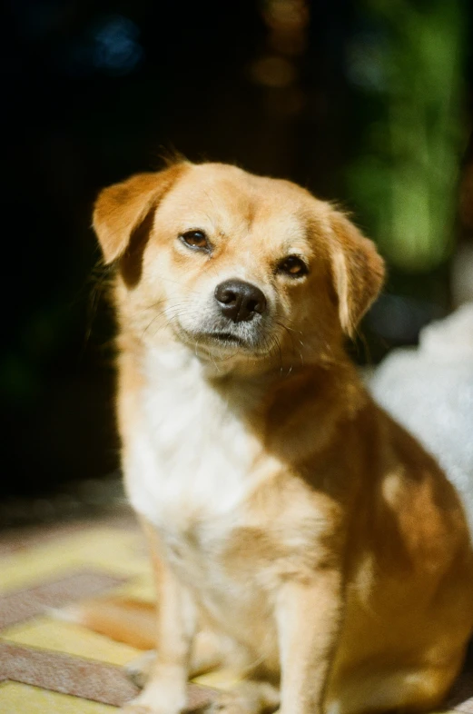 an orange dog sits on a table and stares at the camera