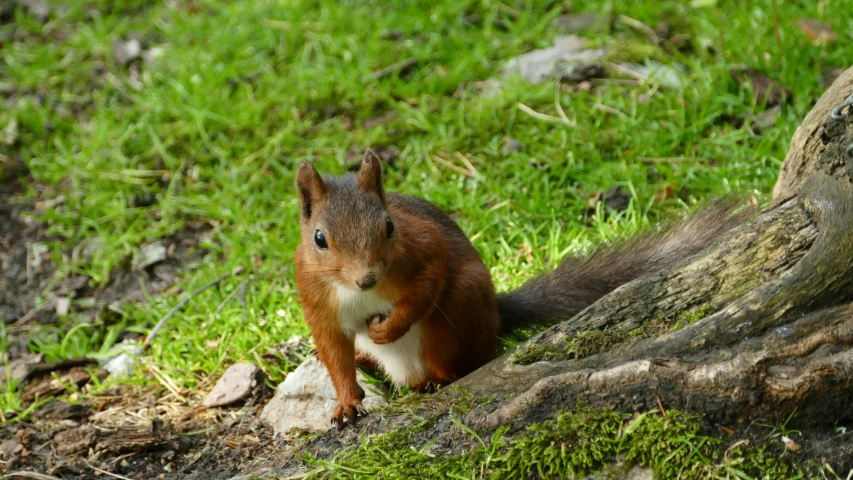 a squirrel standing on a pile of rock in front of a tree