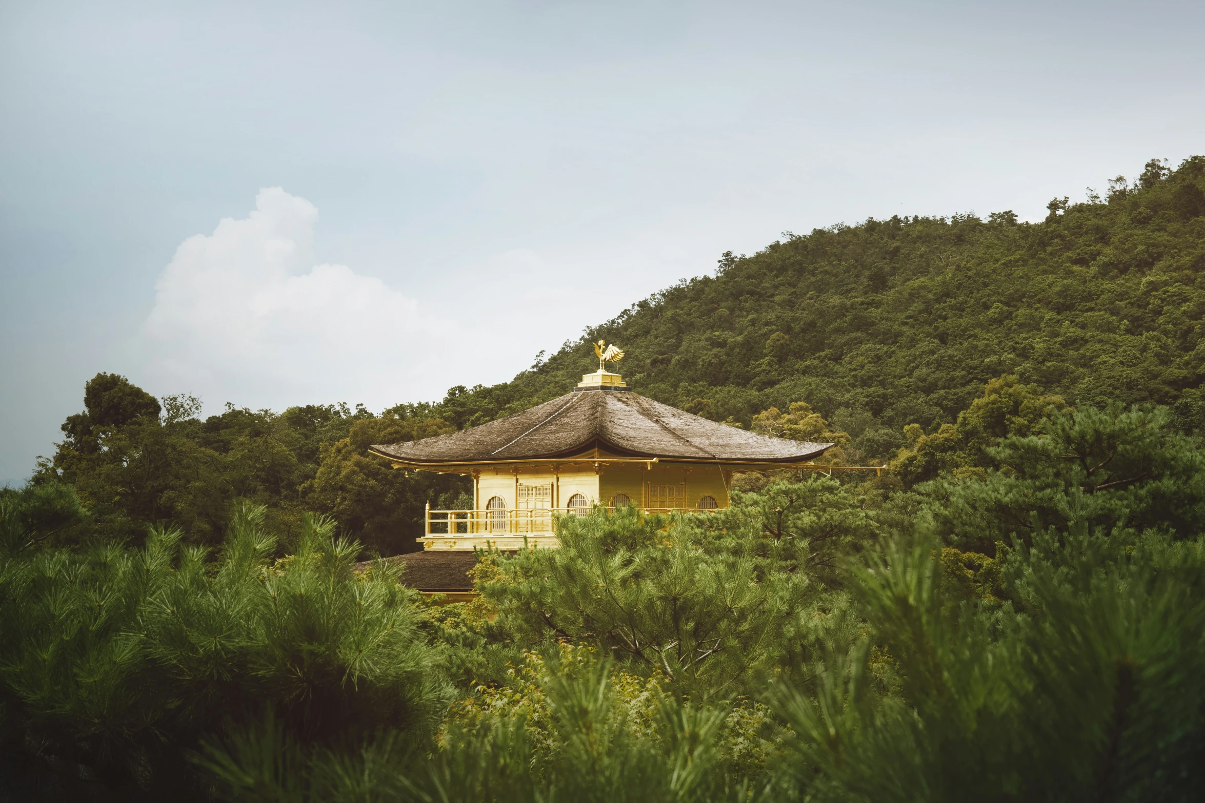 this is an image of a house in the woods