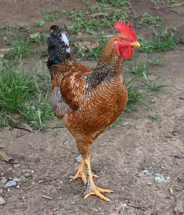 a large brown chicken with a red comb