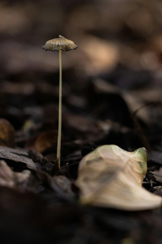 small yellow mushroom sprout growing through brown leaves