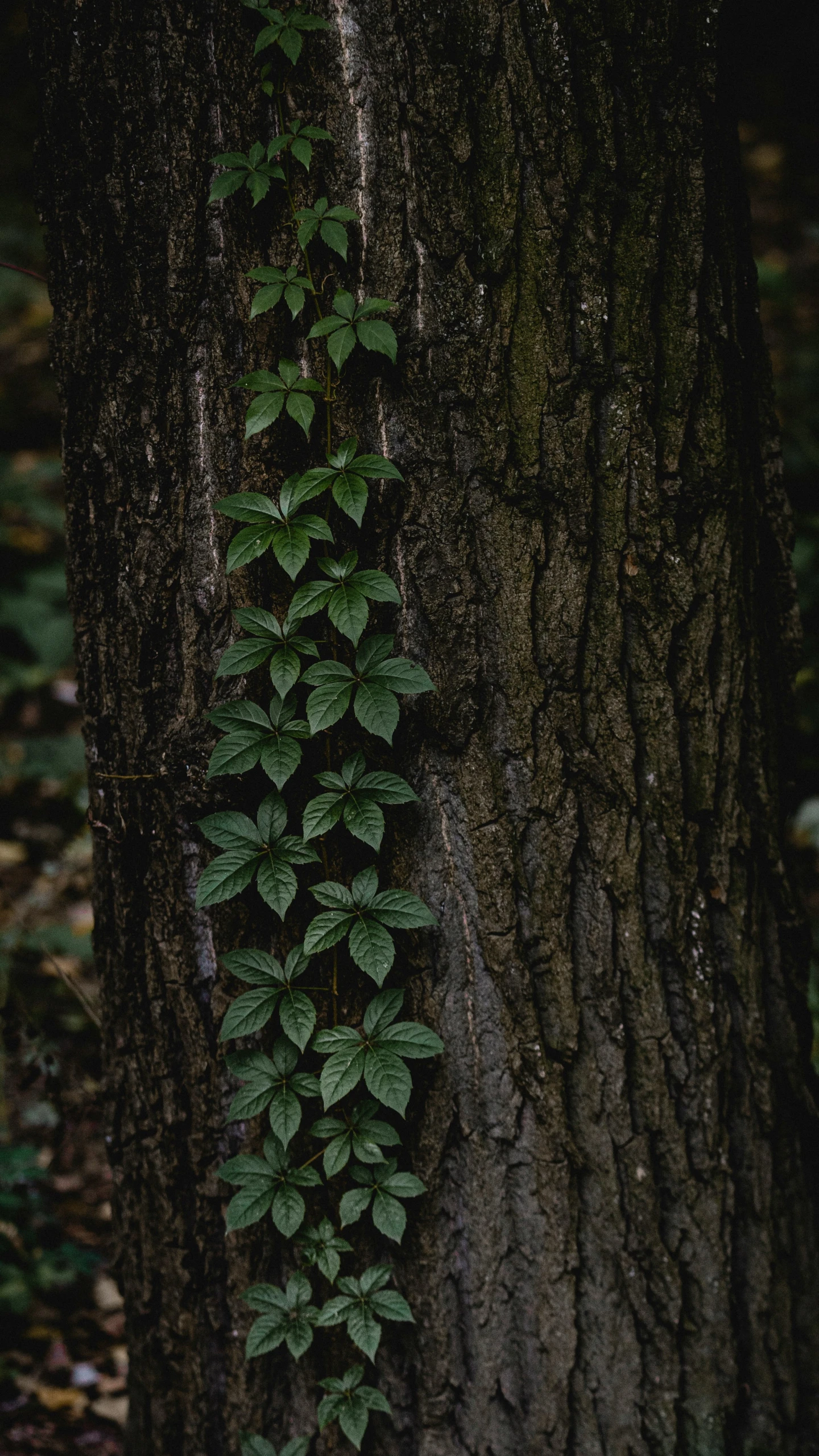 the tree trunk is covered with several plants