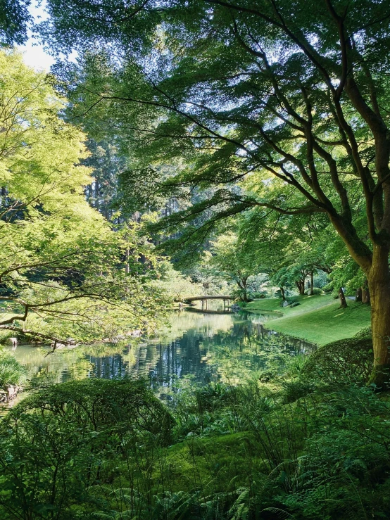 a pond with trees around it