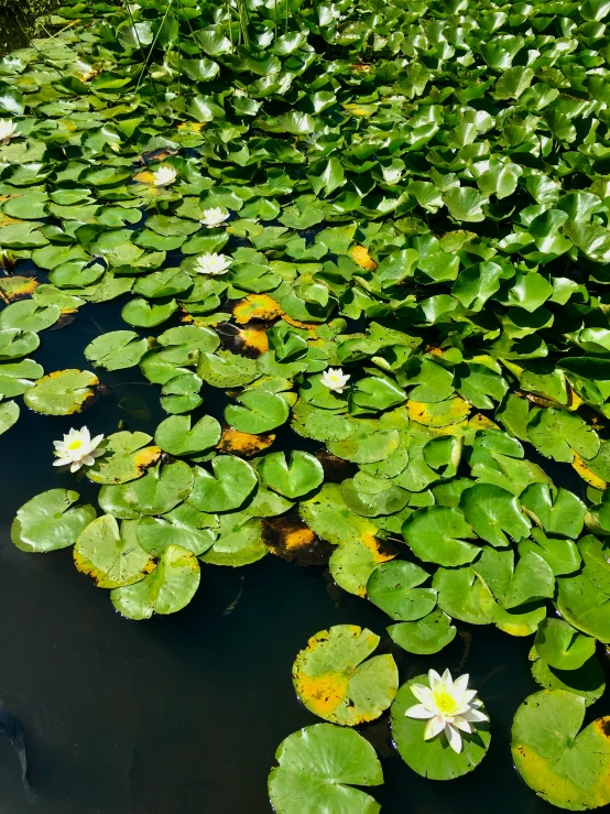 many leaves floating in the water on top of it