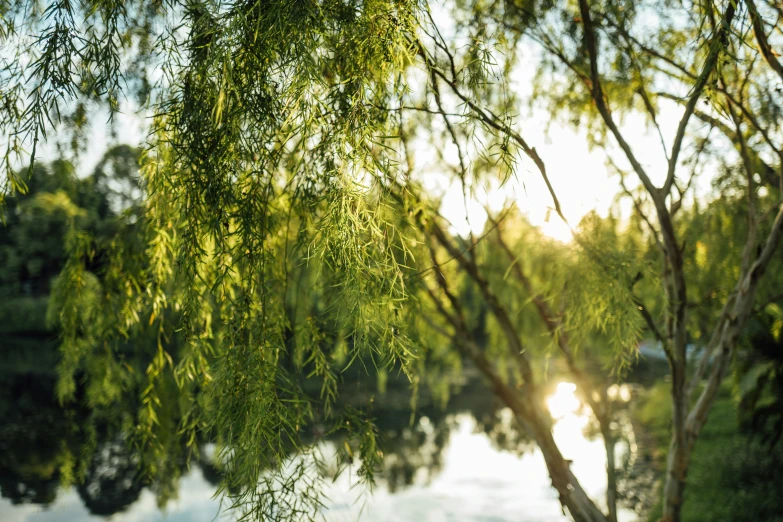 a view of the sun and the water through the leaves of a tree