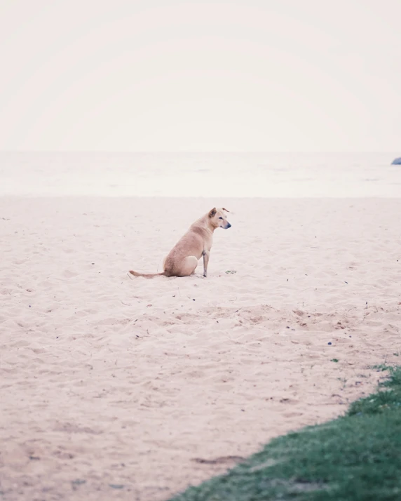 a dog is sitting on the beach alone