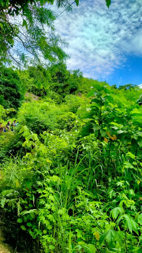 a small path that is next to trees