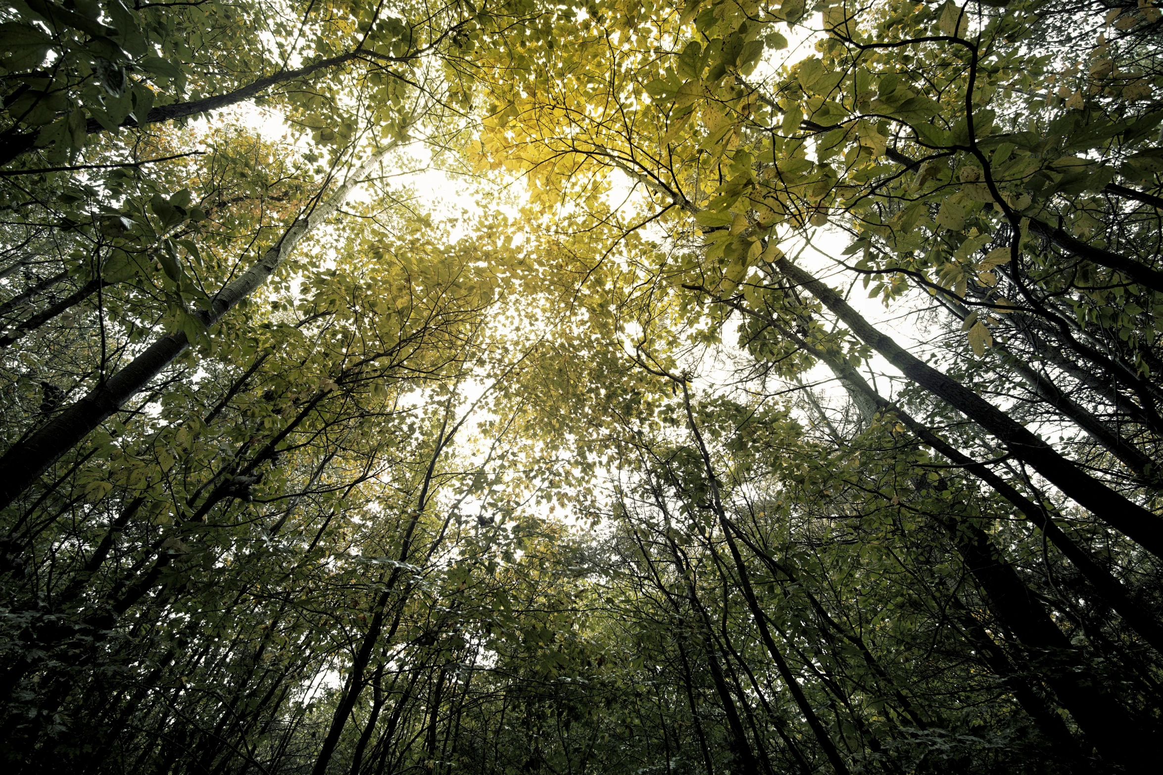 the view through several tall, skinny trees of a forest