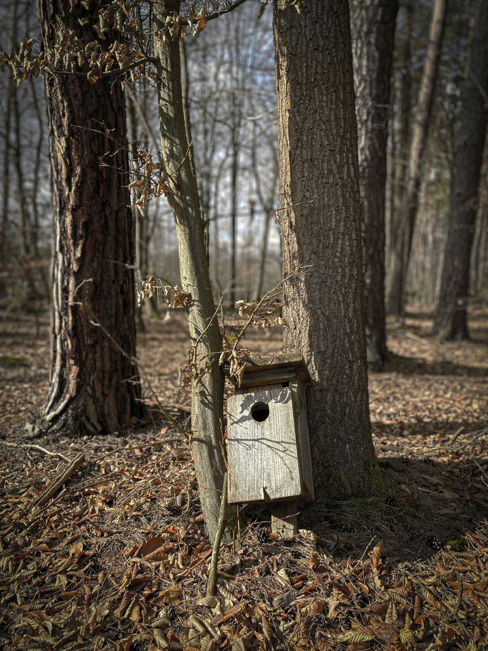 a wooden birdhouse in a grove of trees