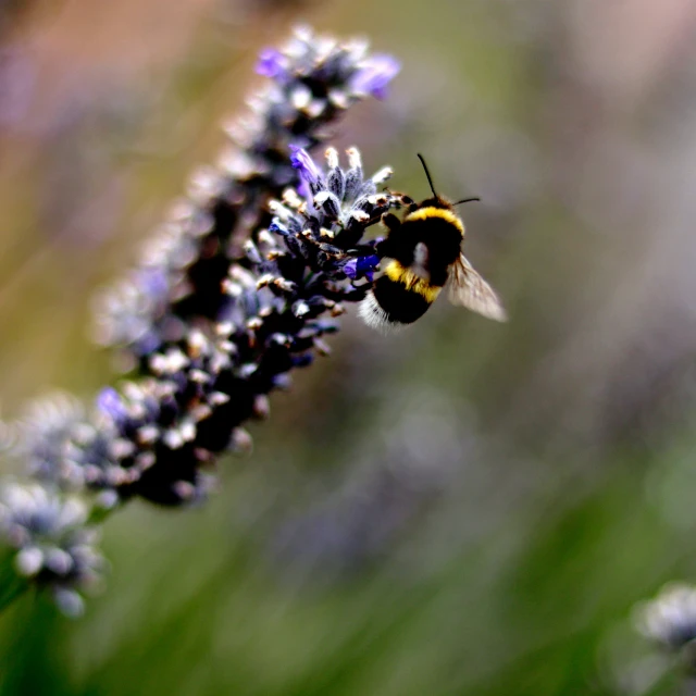 a bee flies away from a lavender flower